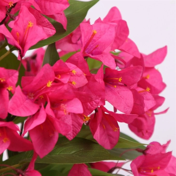 Faux Bougainvillea Tree factory