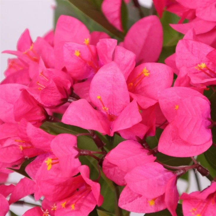 Faux Bougainvillea Tree best