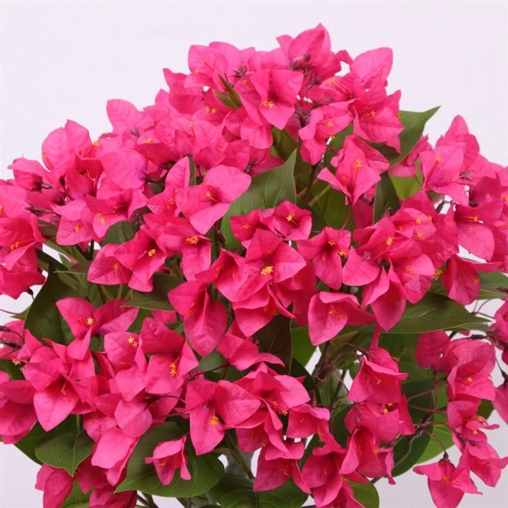 Faux Bougainvillea Tree high quality
