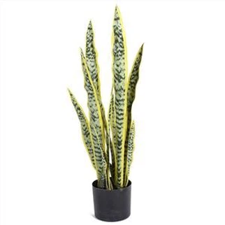 Sansevieria Tree With Plastic Black Pot